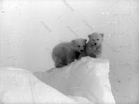 Виртуальная выставка к 60-летию создания документального фильма «Приключения двух медвежат»