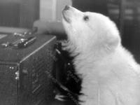 Виртуальная выставка к 60-летию создания документального фильма «Приключения двух медвежат»